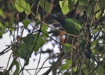 Brown-throated Barbet